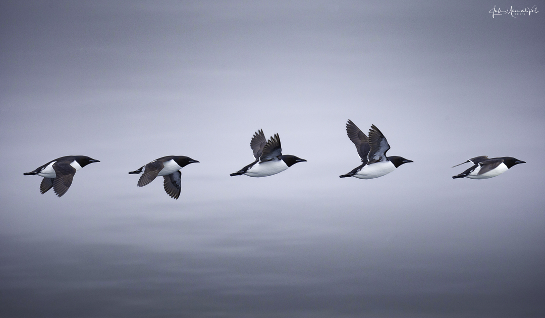 Secuencia Arao Brunich final.jpg